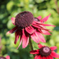 20 CHERRY BRANDY RUDBECKIA Hirta Bicolor Red Black Eyed Susan Flower Seeds