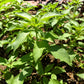 150 LIME BASIL Ocimum Basilicum HERB Flower Seeds
