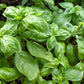 1500 SWEET BASIL Ocimum Basilicum Herb White Flower Seeds