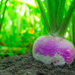 3000 PURPLE Top WHITE Globe TURNIP Brassica Rapa Vegetable Seeds