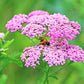 250 PINK Cerise QUEEN YARROW Achillea Millefolium Flower Seeds