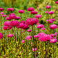 250 Double RED CHINA ASTER Callistephus Chinensis Flower Seeds