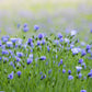 100 BLUE FLAX (Prairie Flax / Lewis Blue Flax) Linum Perenne Lewisii Flower Seeds