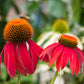 25 CHEYENNE SPIRIT CONEFLOWER Echinacea Orange Red Yellow Purple Pink White Herb Flower Seeds