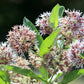 50 SHOWY (Greek) MILKWEED Asclepias Speciosa Flower Seeds