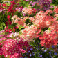 100 Mixed Colors DRUMMOND PHLOX MIX Pink, Red, White, Purple Phlox Drummondii Flower Seeds