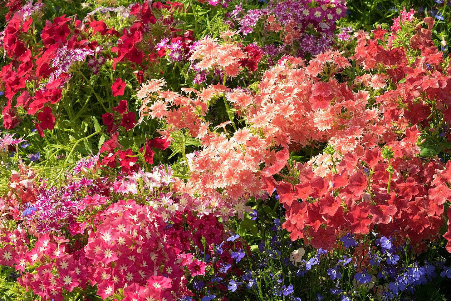 100 Mixed Colors DRUMMOND PHLOX MIX Pink, Red, White, Purple Phlox Drummondii Flower Seeds