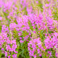 300 FIREWEED / ROSEBAY (Great Willowherb) Epilobium Angustifolium Flower Seeds