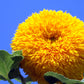150 Double DWARF TEDDYBEAR SUNFLOWER Helianthus Annuus Yellow Flower Seeds