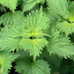 300 GREEN SHISO aka PERILLA Frutescens Ornamental Herb Seeds Green & Purple
