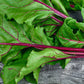 75 Giant Red BEET Mangelwurzel Mangel Mangold Wurzel Mammoth Long Beta Vulgaris Seeds