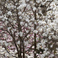 5 STAR MAGNOLIA Stellata TREE Seeds - Fragrant White to Pink Big 4" Wide Flowers