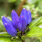 200 BOTTLE GENTIAN (Closed or Blind Gentian / Cloistered Heart) Gentiana Andrewsii Flower Seeds