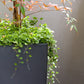 1000 DICHONDRA Repens aka Lawn Leaf Flower Evergreen Ground Cover Seeds