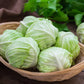 500 COPENHAGEN MARKET Early CABBAGE Heirloom Brassica Oleracea Vegetable Seeds