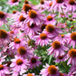 1000 PURPLE CONEFLOWER Echinacea Purpurea Heirloom Flower Herb Seeds