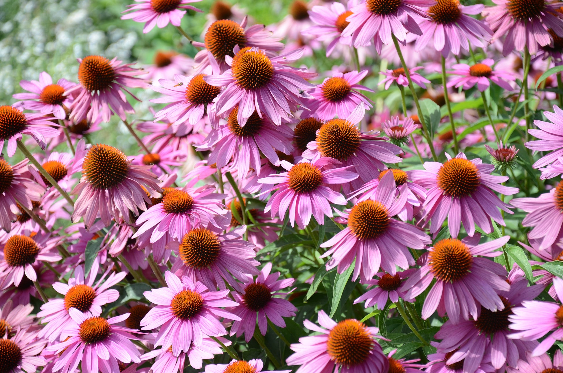 echinacea herb seeds 1000 PURPLE CONEFLOWER Echinacea Purpurea Heirloom Flower Herb Seeds – Orchid Stuff Plus