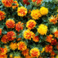 300 SAFFLOWER Saffron Carthamus Tinctorius Yellow Orange Flower Seeds