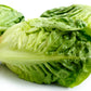 3000 LITTLE GEM LETTUCE Small Romaine Butterhead Lactuca Sativa Vegetable Seeds