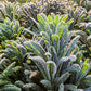 1500 LACINATO KALE Dinosaur Tuscan Black Brassica Oleracea Vegetable Seeds