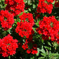 50 SCARLET VERBENA Red Nana Compacta Fragrant Flower Seeds