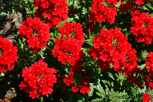 50 SCARLET VERBENA Red Nana Compacta Fragrant Flower Seeds