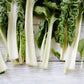 300 LUCULLUS SWISS CHARD Beta Vulgaris White Perpetual Spinach Vegetable Seeds