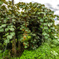 50 GOLDEN KIWI FRUIT Yellow Actinidia Chinensis Kiwifruit Chinese Gooseberry Flower Vine Seeds