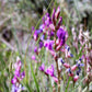 30 Purple LOCOWEED CRAZYWEED Oxytropis Lambertii Native Flower Seeds