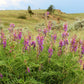 30 Purple LOCOWEED CRAZYWEED Oxytropis Lambertii Native Flower Seeds