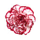 50 Avranchin RED & WHITE CARNATION Dianthus Caryophyllus Chabaud Flower Seeds