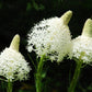 100 BEAR GRASS aka Bear LILY Beargrass Ornamental Xerophyllum Tenax Flower Seeds