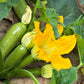 30 GRAY ZUCCHINI Heirloom Summer Bush Squash Cucurbita Pepo Vegetable Seeds