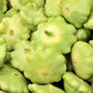 20 Green Tint BUSH SCALLOP SQUASH (Patty Pan / Paty Pan / Squanter Squash) Summer Cucurbita Pepo Vegetable Seeds