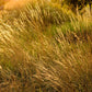 200 TUFTED HAIRGRASS Tussock Grass Deschampsia Cespitosa Moist Ornamental Native Seeds