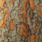 50 CHINESE ELM TREE (Lacebark) Ulmus Parvifolia Seeds
