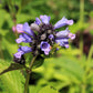 250 JAPANESE CATNIP Herb Purple Flower Jing Jie Schizonepeta Tenuifolia Seeds