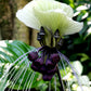 5 WHITE BAT FLOWER Tacca Integrifolia Nivea Bat Head Lily Flower Seeds