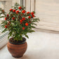 25 JERUSALEM CHERRY Madeira Winter Solanum Pseudocapsicum Flower Seeds