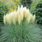200 WHITE PAMPAS GRASS Cortaderia Selloana Ornamental Flower Seeds