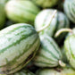 50 DIXIE QUEEN WATERMELON White & Red Citrullus Lanatus Melon Fruit Vine Seeds