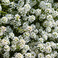 1000 WHITE SWEET ALYSSUM Carpet Of Snow Lobularia Maritima Flower Seeds