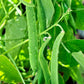 50 ROMANO BUSH BEAN Italian Flat Green Pod Phaseolus Vulgaris Vegetable Seeds