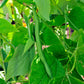 50 ROMA Italian GREEN BEAN Phaseolus Vulgaris Vegetable Seeds
