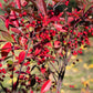 50 RED CHOKEBERRY Aronia Arbutifolia White Flower Fruit Shrub Seeds