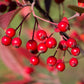 50 RED CHOKEBERRY Aronia Arbutifolia White Flower Fruit Shrub Seeds