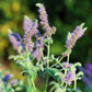 250 PEPPERMINT MINT Mentha Piperita Herb Flower Seeds