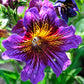 200 Mixed Colors PAINTED TONGUE (Velvet Trumpet Flower) Salpiglossis Grandiflora Virgiana Flower Seeds