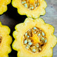 50 Table Queen ACORN SQUASH Winter Cucurbita Pepo Vegetable Seeds