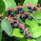 40 SALAL BERRY Gaultheria Shallon Pink White Flowers Blue Fruit Shrub Seeds